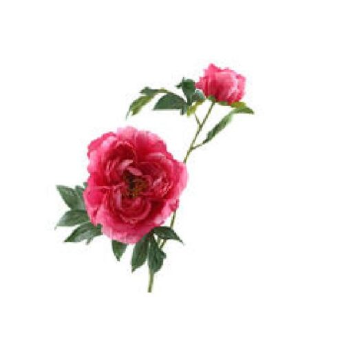 Paeonia Bud Beauty 63cm Zijde per stuk
