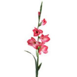 Gladiolus Beauty 97cm Zijde per stuk