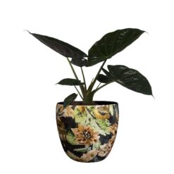 Pot Berry Blue D17H15
