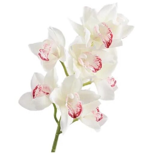 Cymbidiium Orchid Cream zijde per stuk