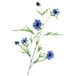 Centaurea Blue zijde per stuk