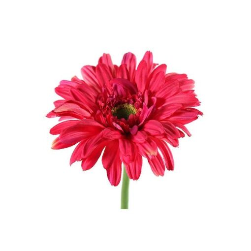 Kunstbloem Gerbera Leanne lila 64cm