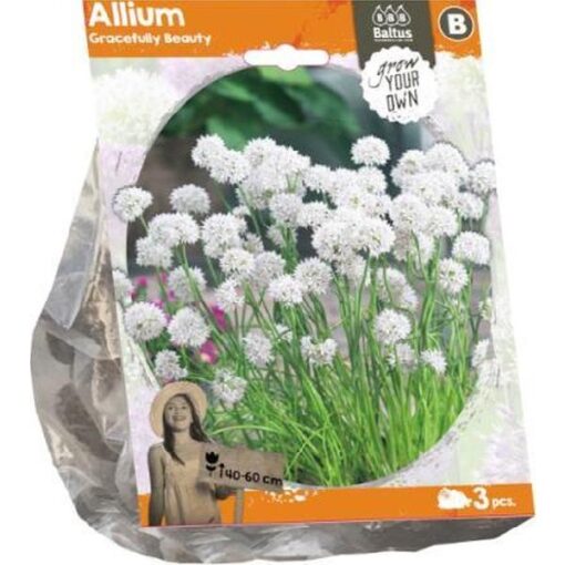Allium Gracefully Beauty (Sp) per 3