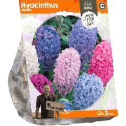 Hyacinthus Mixed (Sp) per 3