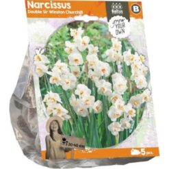Narcissus Double Sir Winston Churchill (Sp) per 5
