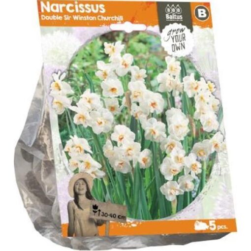 Narcissus Double Sir Winston Churchill (Sp) per 5