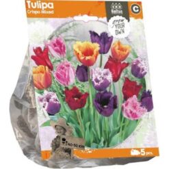 Tulipa Crispa Mixed (Sp) per 5