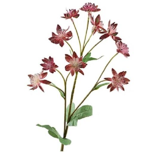 Astrantia Fuchsia zijde per stuk
