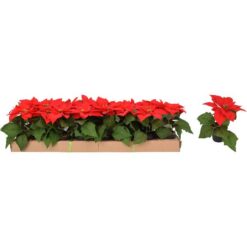 Kerstster zijde in potje 19cm