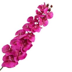 Phalaenopsis Purple FL440099PRP