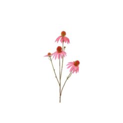 Countryfield Echinacea fuchsia 10x10x77