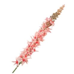 Eremurus Pink zijde
