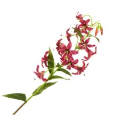 Lilium Botanical Cerise