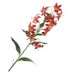 Lilium Botanical Orange Red