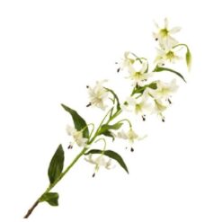 Lilium Botanical White