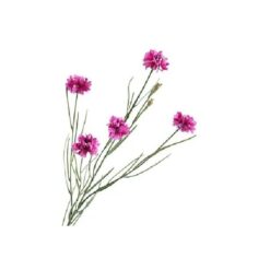 Centaurea Cyanus Purple zijde