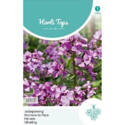 HT Lunaria, Judaspenning Violet