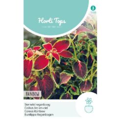 HT Coleus, Siernetel regenboogmengsel