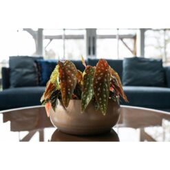 Bowl Esra Champagne D28H13