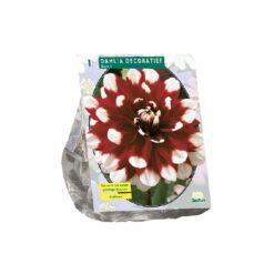 Dahlia Decoratief Duet per 1