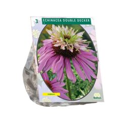 Echinacea Double Decker per 3