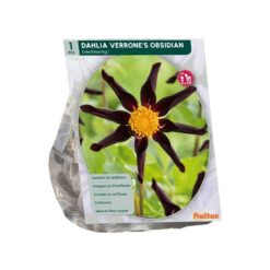 Dahlia Enkelbloemig Verrone's Obsidian per 1