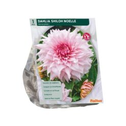 Dahlia Dinnerplate Shiloh Noelle per 1