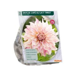 Dahlia Dinnerplate Café au Lait Twist per 1