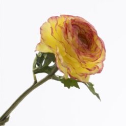 Ranunculus yellow red zijde