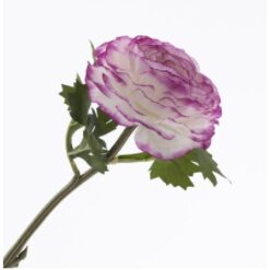 Ranonkel white purple zijde