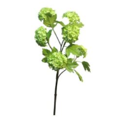 Viburnum Roseum x6 green 60cm zijde