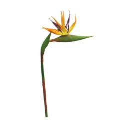 RT Strelitzia Cathy orange 58cm zijde