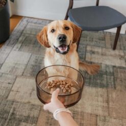 District 70 - Dawn Glass Dog Bowl Champ S