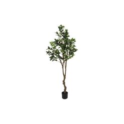 Plant Osmanthus fragrans L wit50x50x180CM