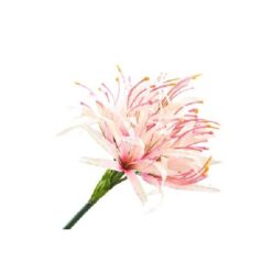 Nerine Pink Light zijde per stuk