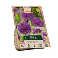 Allium aflatunense Purple Sensation per 5