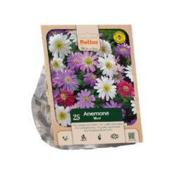 Anemone Blanda mixed per 20