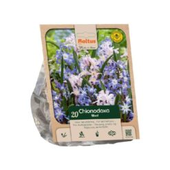 Chionodoxa Mixed per 20