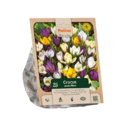Crocus species mixed per 25