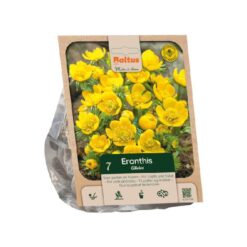 Eranthis Cilicica per 7