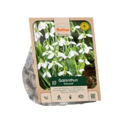 Galanthus woronowii per 10