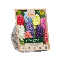 Hyacinthus mixed per 3