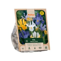 Iris Hollandica mixed per 15