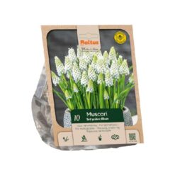 Muscari aucheri white magic per 10