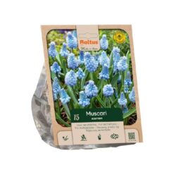 Muscari azureum per 15