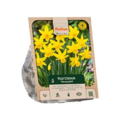Narcissus cyclamineus february gold per 5