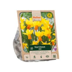 Narcissus cyclamineus Jetfire per 10