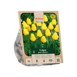 Tulipa Darwin Hybrid Golden Apeldoorn per 5