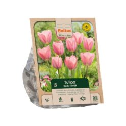 Tulipa Darwin Hybrid Mystic van Eijk per 5