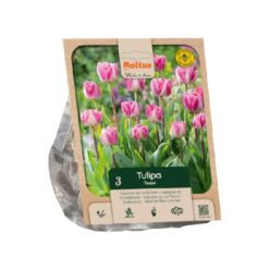 Tulipa Double Late Voque per 3